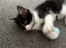 Part maine coon kittens
