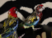 Australian Rosella for sale