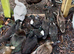 Pairs of tame hacked call ducks