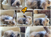 Lionhead/mini lop babies