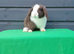 Gorgeous mini lop rabbits ready now
