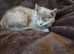 Health tested BSH kittens