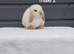 Stunning purebred mini lop rabbits