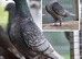 Rubella spread racing pigeons