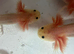 Pink axolotls