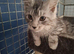 Male kittens ready to leave shortly