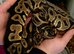 Various Royal pythons
