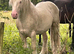15h Cremello cob FOR STUD