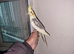 Super silly hand tamed baby cockatiels