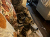 Kittens ready now