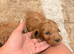 Beautiful Cockerpoo boys