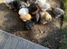 Bantam chickens