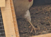 Chicken for sale in Bradford