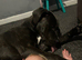 Cane corso cross presa canario