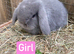 Beautiful Mini lop babies