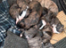 Lurcher puppies for sale