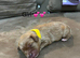 5 beautiful cavapoos