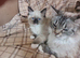 STUNNING RAGDOLL TREASURES