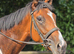CALI THOROUGHBRED MARE