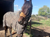 Gorgeous bay looking for loan