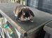 Female mini lop