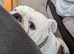 Male bull dog