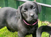 PURE BRED LABRADOR PUPPIES