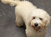 Cockapoo puppies. Various colours Ready to leave