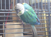 Green cheak conure