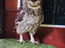 Beautiful unrelated pair of Spotted African Eagle Owls
