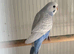 2 beautiful baby budgies