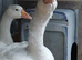 2 x emblem x sizzlepoot geese
