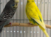 Bonded Pair Male Female Budgies