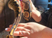 Calico pos het clown royal python
