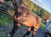 Stunning Irish sports horses