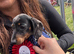 Beautiful dapple miniature Dashund