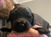 Working Cocker Spaniel Puppies