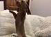 Very small miniature dachshund