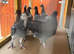 Racing pigeons
