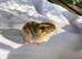 Female Guinea fowl keets