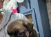 Pug cross