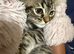 British long hair x bengal