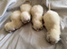 Colourpoint Exotic Shorthair Kittens