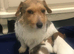 Jack Russell puppy&rsquo;s