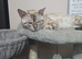 Stunning bengal kittens