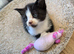 Delightful and friendly kittens looking for a home.