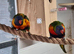 Lorikeets 2 males available