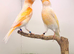 2 pair of canary’s fit and healthy
