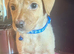 Kc reg fox red labs