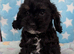 Cockapoo puppies ready now